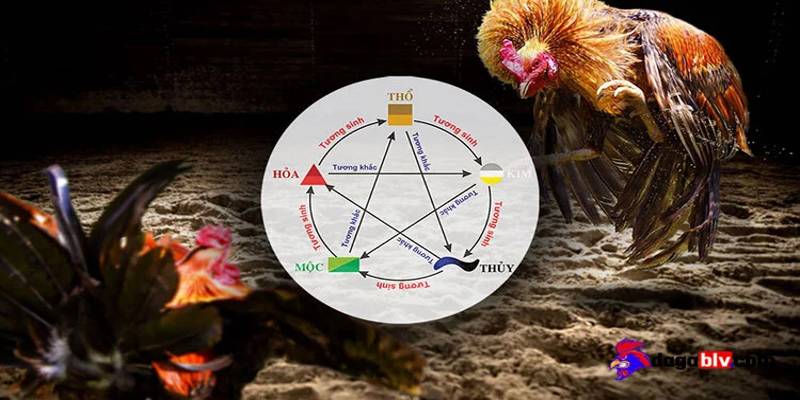 Các quy tắc cơ bản liên quan đến màu mạng gà