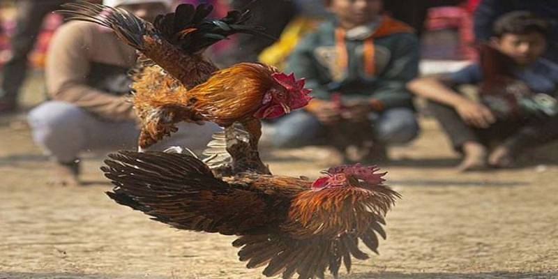 Cách chọn gà đá theo màu mạng và ngày sinh