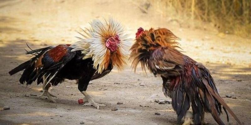 Gà Linh Kê – Gà Thần Chiến Được Giới Sành Gà Săn Đón Nhất