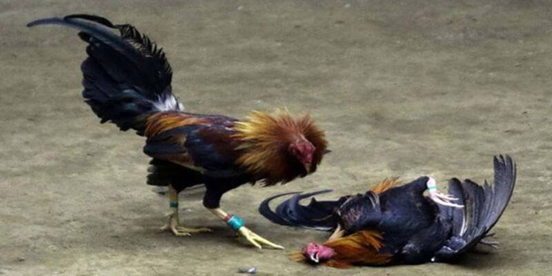 Những lưu ý quan trọng khi áp dụng màu mạng gà đá theo ngày