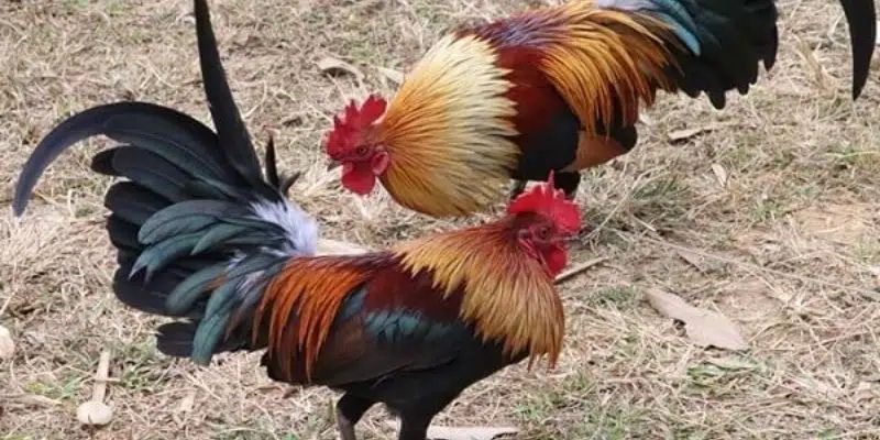 Màu Mạng Gà Đá Theo Ngày – Bí Kíp Chọn Gà Chiến Chuẩn Xác
