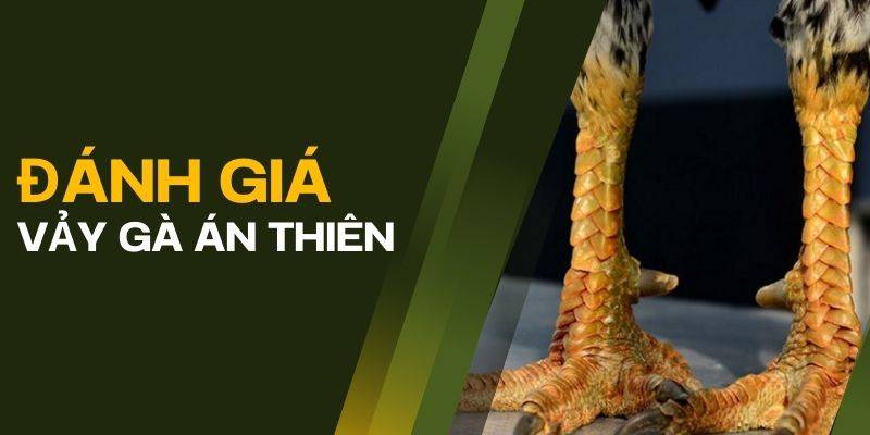 Giới thiệu vảy án thiên và ý nghĩa