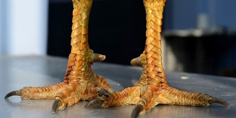 Nhận diện và phân loại