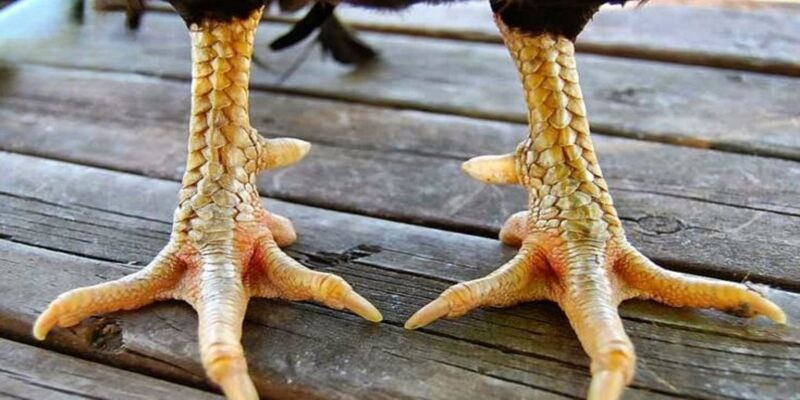 Gợi ý cách nuôi gà vảy án thiên phát triển tốt