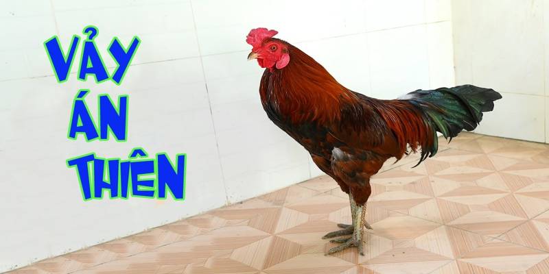 Vảy Án Thiên – Dấu Hiệu Gà Chiến Hiếm Gặp Và Cực Chuẩn